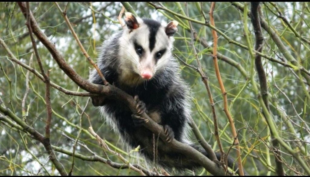 IMPORTANTE HALLAZGO CIENTÍFICO EN RIVADAVIA: UN AVANCE CLAVE PARA LA CONSERVACIÓN DE LA FAUNA SILVESTRE